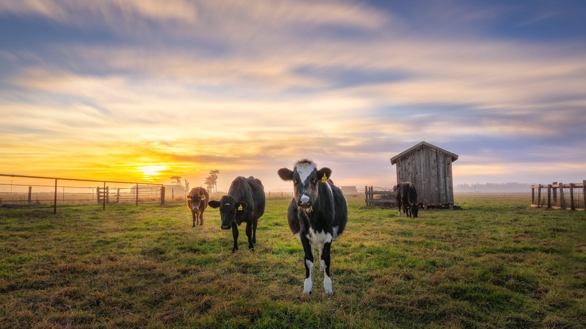 Grazing land at sunset