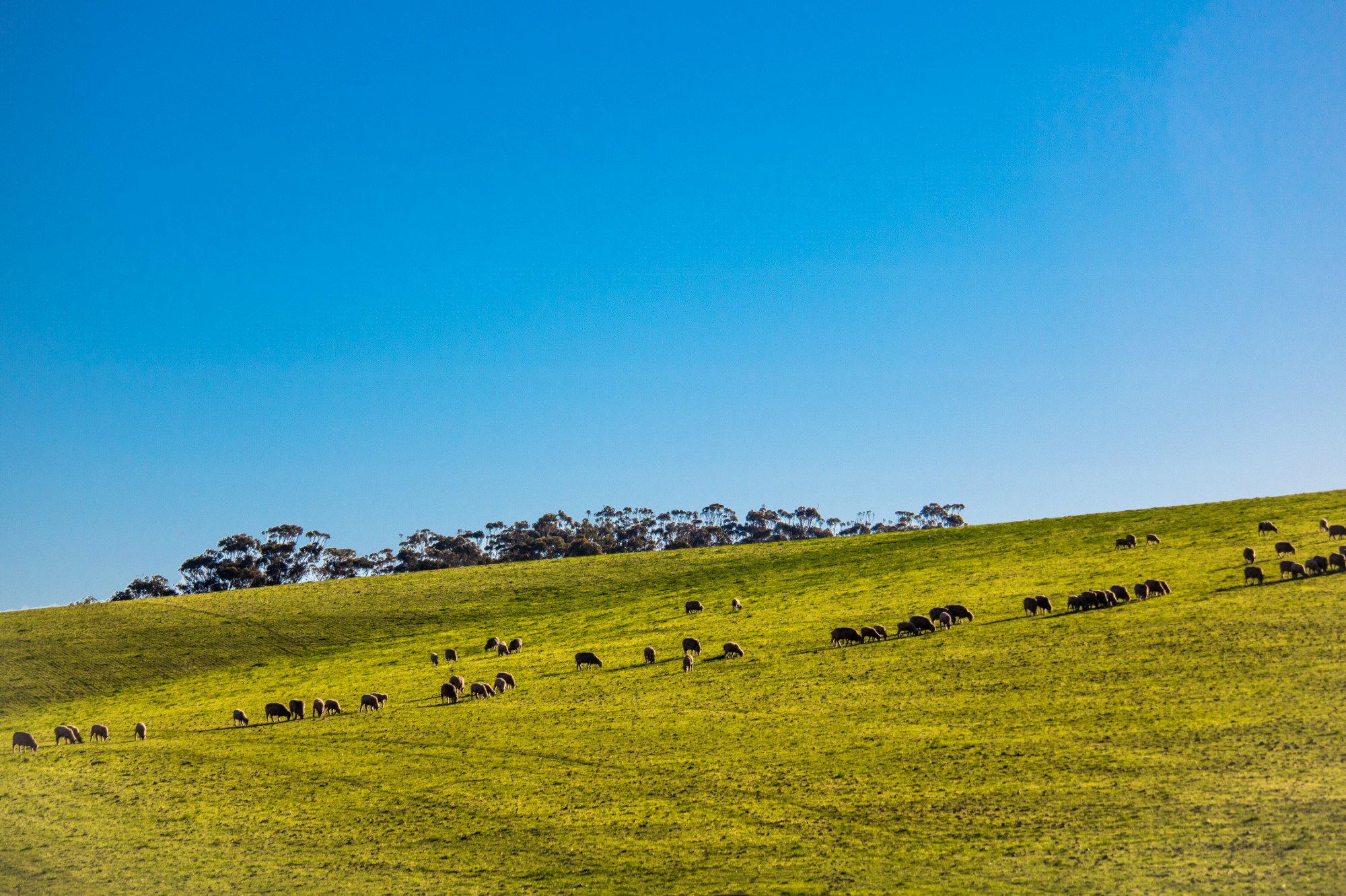 Forest and pasture