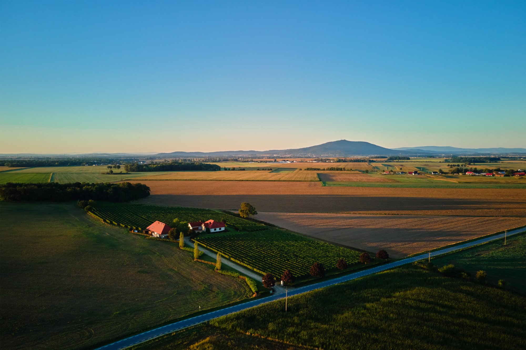 Vineyard at sunrise